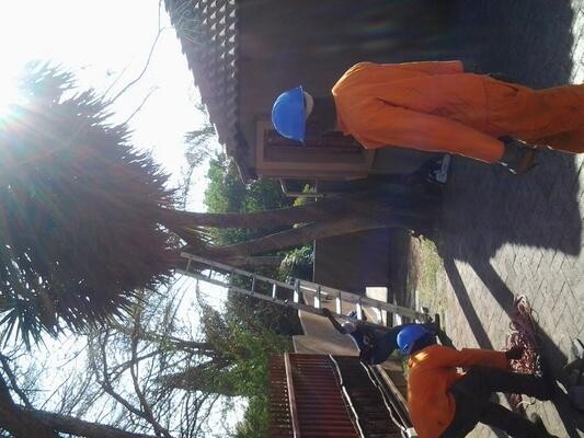 381 Stihl Tree Felling