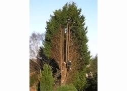 SYE Tree Felling