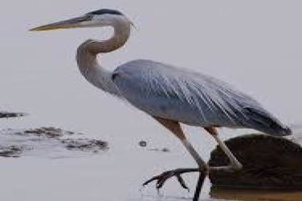 Heron Book Club