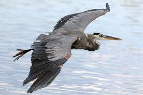 Heron Book Club