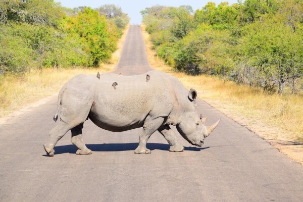 Private Kruger Park Safaris