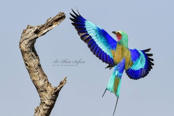 Private Kruger Park Safaris