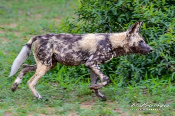 Private Kruger Park Safaris