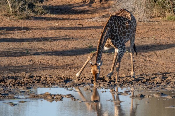 Private Kruger Park Safaris