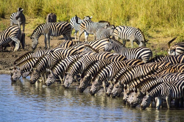 Private Kruger Park Safaris