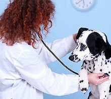 New South Veterinary Centre