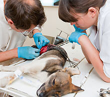 New South Veterinary Centre