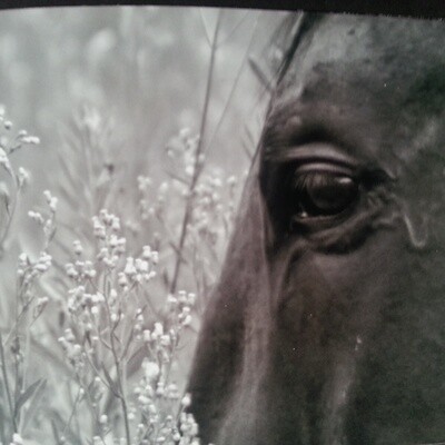 Sandra N Photography