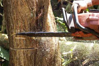 Cape Town Tree Felling