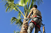 Cape Town Tree Felling