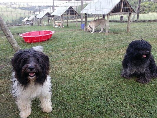 FOUR PAWS BOARDING KENNELS