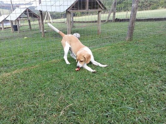 FOUR PAWS BOARDING KENNELS