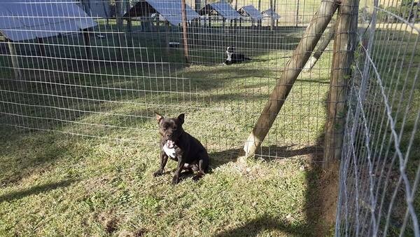 FOUR PAWS BOARDING KENNELS