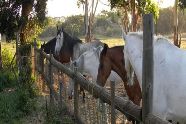 Sleepy Hollow Horse Riding 1