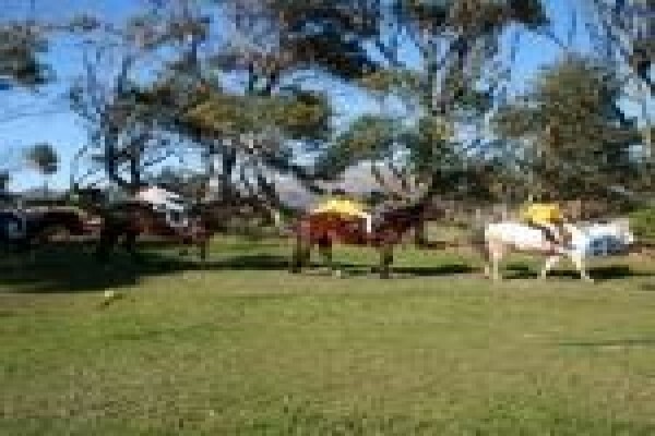 Sleepy Hollow Horse Riding 1