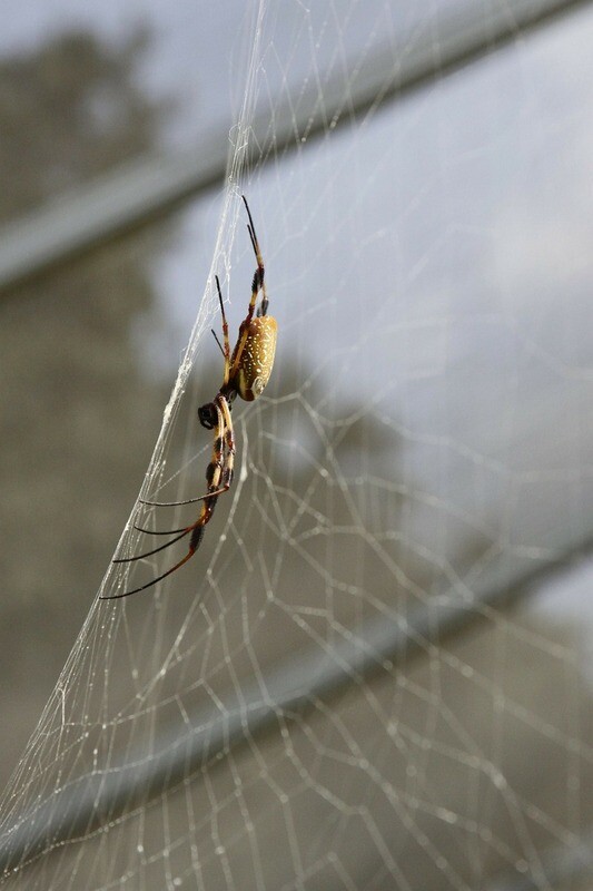 Pest Control Specialist