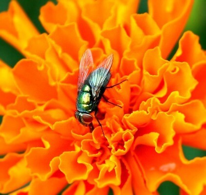 Pest Control Specialist