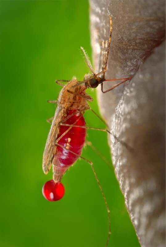 Pest Control Specialist