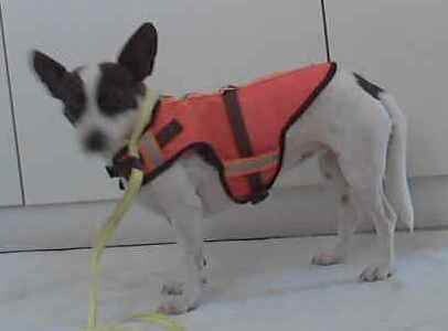 Mooney Tunes Reflective Dog Vests