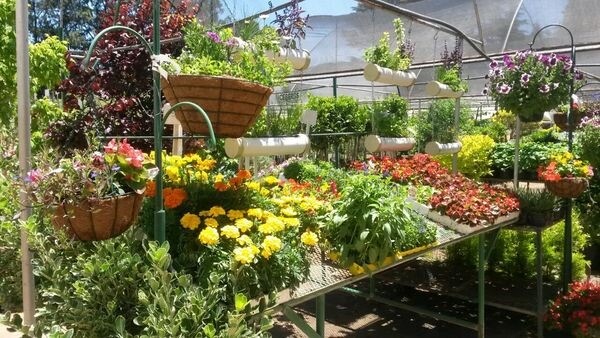 Kazimingi Nursery