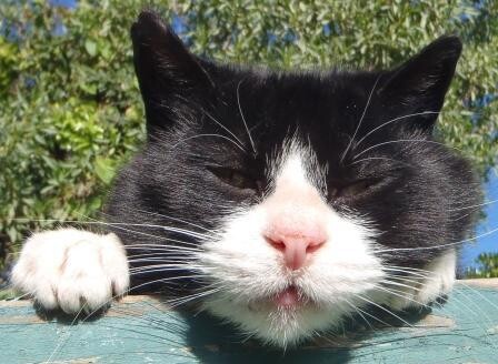 Happypetandhousesitter.co.za