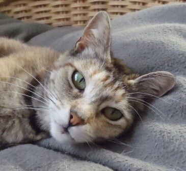 Happypetandhousesitter.co.za