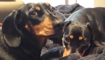 Happypetandhousesitter.co.za