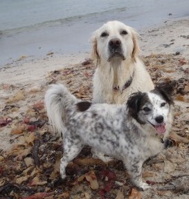 Happypetandhousesitter.co.za
