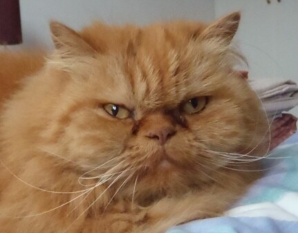 Happypetandhousesitter.co.za