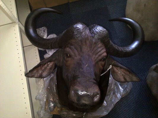 Sequel Taxidermy