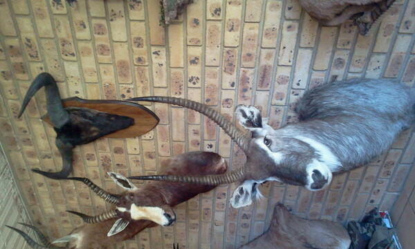 Sequel Taxidermy