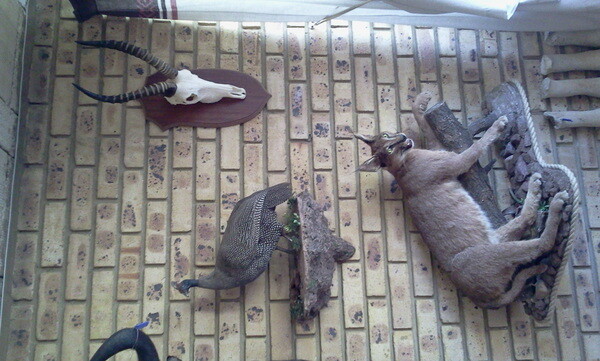 Sequel Taxidermy