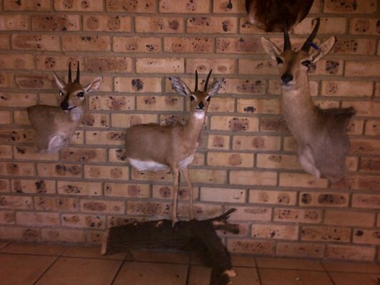 Sequel Taxidermy