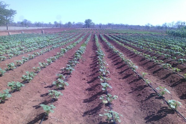 Madela Wa Zinjiva Farm