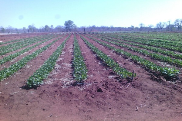 Madela Wa Zinjiva Farm