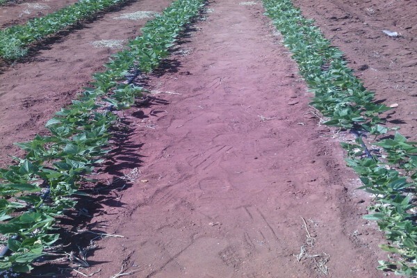 Madela Wa Zinjiva Farm