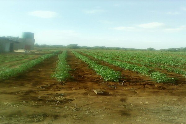 Madela Wa Zinjiva Farm