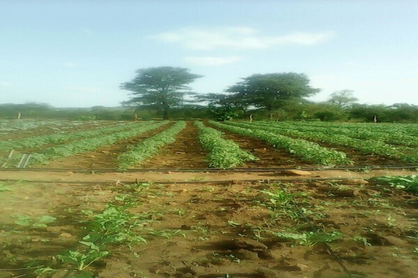 Madela Wa Zinjiva Farm