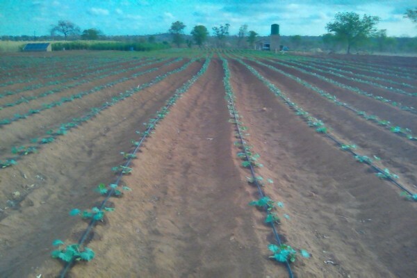 Madela Wa Zinjiva Farm