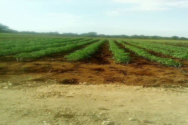 Madela Wa Zinjiva Farm