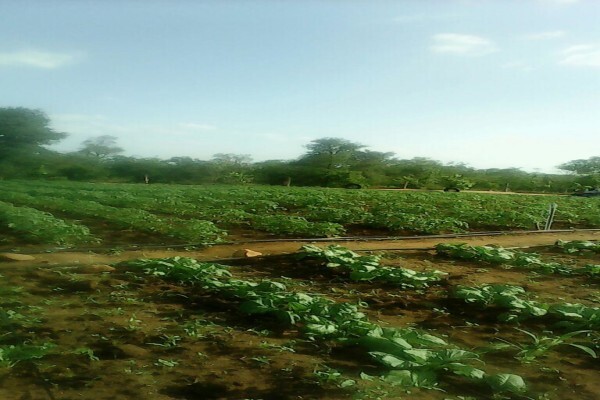 Madela Wa Zinjiva Farm