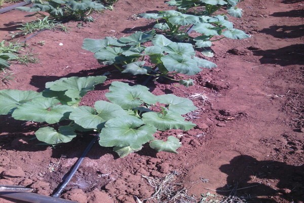 Madela Wa Zinjiva Farm
