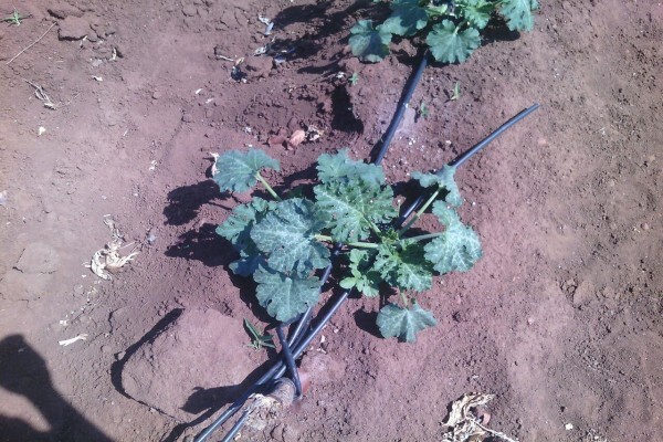 Madela Wa Zinjiva Farm