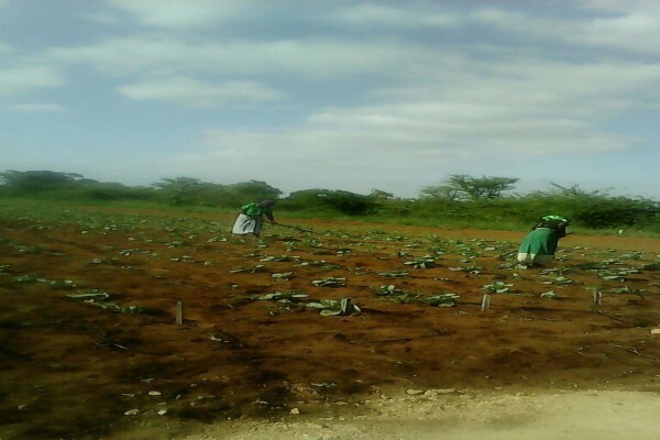 Madela Wa Zinjiva Farm