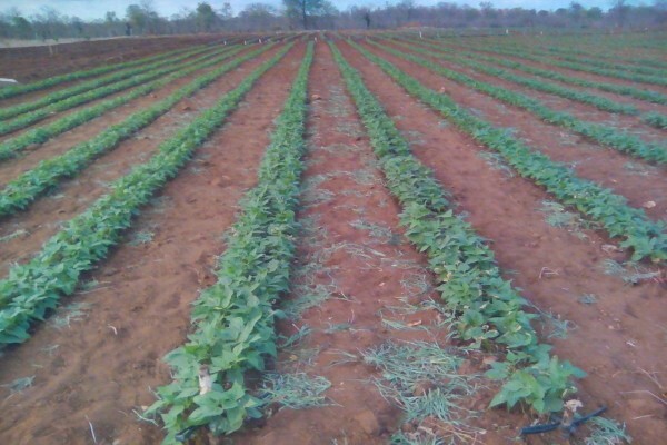Madela Wa Zinjiva Farm