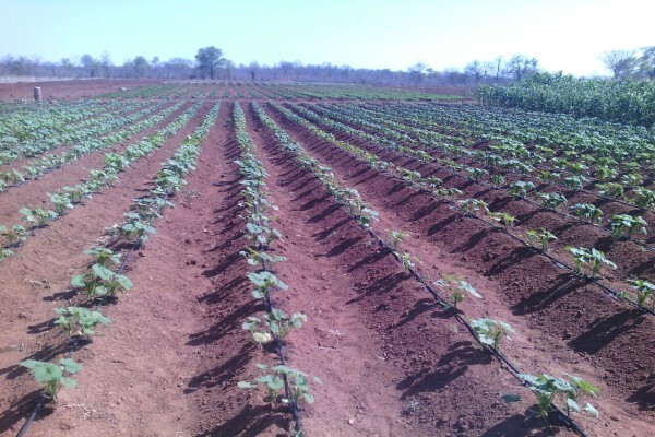 Madela Wa Zinjiva Farm