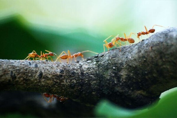 Verminator Pest Control Cape Town