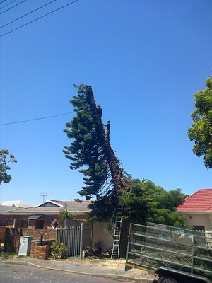 Affordable Treefelling