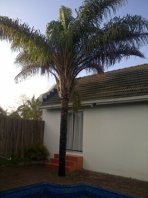 Affordable Treefelling