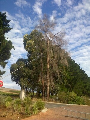 Affordable Treefelling